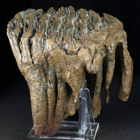 Ausgezeichneter versteinerter Wollhaar Mammut Zahn mit Wurzel