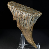 Versteinerter Wollhaar Mammut Zahn aus dem Pleistozän