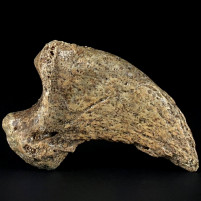 Seltene Höhlenbären Kralle aus dem Pleistozän