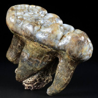 Top Fossilien Backenzahn Ursus spelaeus Höhlenbär