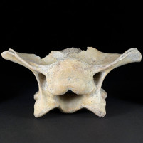Höhlenbären Wirbelknochen von Ursus spelaeus