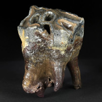 Versteinerter Wollnashorn Zahn von Coelodonta antiquitatis