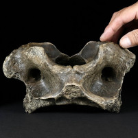 Riesiger Höhlenbären Wirbelknochen aus dem Pleistozän