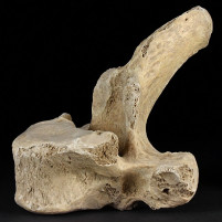 Höhlenbären Wirbelknochen aus dem Pleistozän