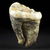 Fossilien Höhlenbären Zahn von Ursusu spelaeus