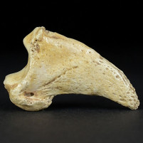 Ursus spelaeus Höhlenbären Krallen aus den Karpaten Pleistozän