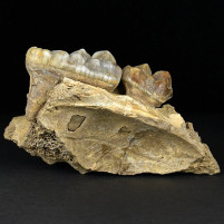 Höhlenbären Kieferfragment von Ursus spelaeus