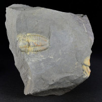 Versteinerter Trilobit Ellipsocephalus aus dem mittleren Kambrium von Jince 