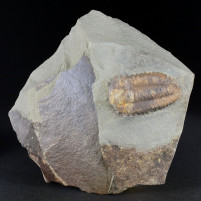 Versteinerter Trilobit Ellipsocephalus hoffi aus dem Kambrium