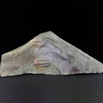 Schöner Trilobit Ellipsocephallus aus dem Kambrium von Tschechien