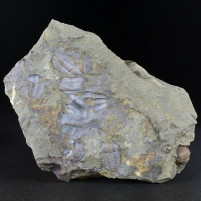 Versteinerte Trilobiten Ellipsocephalus hoffi aus dem mittleren Kambrium