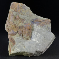 Fossilien versteinerte Trilobiten Ellipsocephalus aus Tschechien