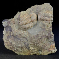 Ellipsocephalus hoffi versteinerter Trilobit aus dem Kambrium