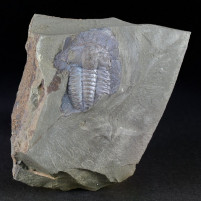 Fossilien Trilobiten sammeln Ellipsocephalus hoffi