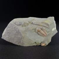 Ellipsocephalus hoffi versteinerter Trilobit 