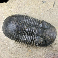 Versteinerter Devon Trilobit Paralejurus spatuliformis