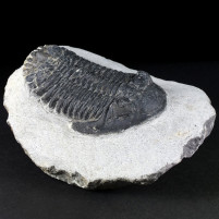 Versteinerter Devon Trilobit Hollardops mesocristata
