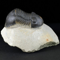 Trilobiten Dreilapper aus Marokko Paralejurus spatuliformis