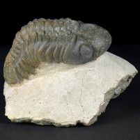 Fossilien versteinerter Trilobit  Reedops cephalotes