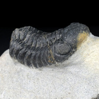Phacops Trilobiten aus dem Devon