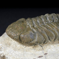 Fossilien Trilobiten Phacops aus dem Devon