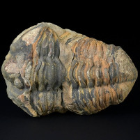 Fossilien Flexicalymene ouzregui Trilobit aus Marokko