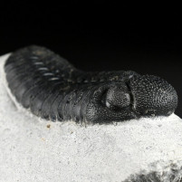 Schöner versteinerter Trilobit Phacops sp. aus dem Devon