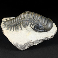 Fossilien Dreilapper Trilobiten Cheirurus gibbus aus dem Devon