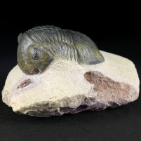 Echter versteinerter Trilobit Paralejurus spatuliformis 