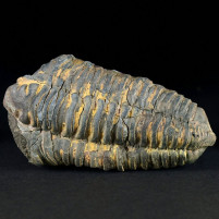 Fossilien Trilobiten Dreilapper Flexicalymene ouzregui Ordovizium