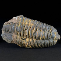 Flexicalymene ouzregui versteinerter Trilobit aus Erfoud Marokko