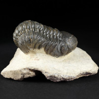 versteinerte Devon Trilobiten kaufen Reedops cephalotes