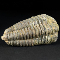 Fossilien Trilobiten Marokko Flexicalymene ouzregui