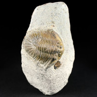 Scabriscutellum hammadi Trilobit aus dem Unterdevon 