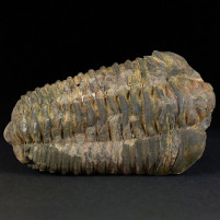Trilobiten aus dem Ordovizium Flexicalymene ouzregui