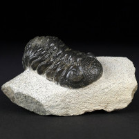 Fossilien Trilobiten Morocops ovatus aus dem Devon