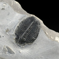 Elrathia kingii versteinerter Trilobit aus Utah