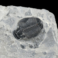 Trilobiten Elrathia kingii aus dem mittleren Kambrium