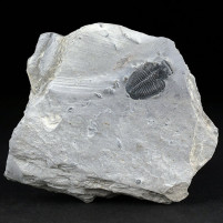 Versteinerter Trilobit aus dem Kambrium Elrathia kingii