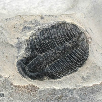 Fossilien versteinerter Trilobit Elrathia kingii Kambrium