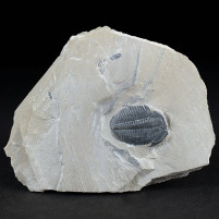 Fossilien versteinerter Trilobit Elrathia kingii aus dem Kambrium