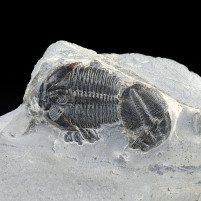 Versteinerte Trilobiten aus dem Kambrium Elrathia kingii