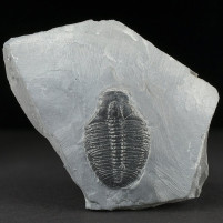 Fossilien versteinerter Trilobit Elrathia kingii aus der Wheeler Formation von Utah