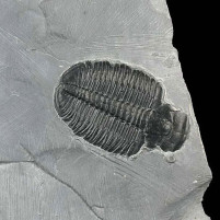 Gut erhaltener Trilobit Elrathia kingii aus dem Kambrium