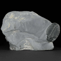 Großer Trilobit von Elrathia kingii aus dem KAmbrium von Utah