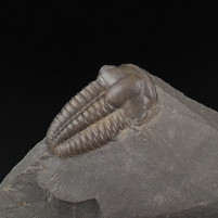 Fossilien Trilobit Ellipsocephalus hoffi aus dem Kambrium