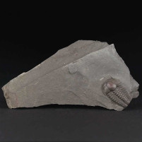 Trilobite Ellipsocephalus hoffi aus dem mittleren Kambrium