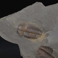 Fossilien versteinerte Trilobiten Ellipsocephalus hoffi