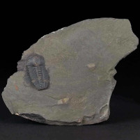 Trilobit Ellipsocephalus hoffi Jince Formation Tschechien
