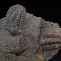 Trilobiten aus dem Kambrium kaufen Ellipsocephalus hoffi